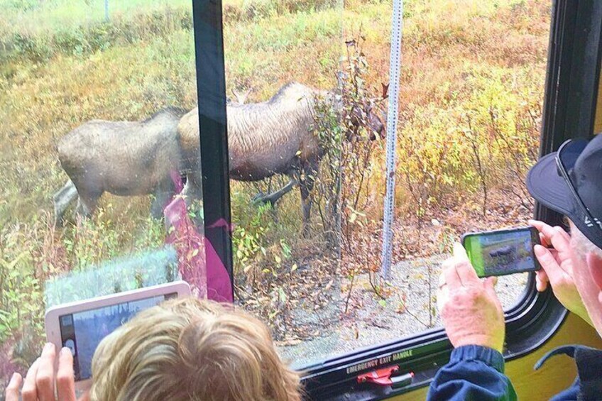 Two moose hangout by guests window