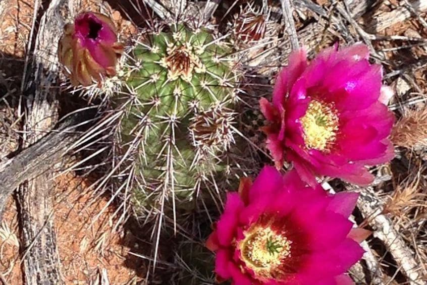 Cactus flowers along the paths...
