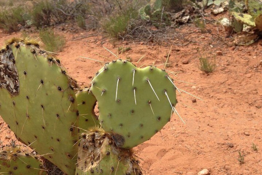 A prickly pear cactus "heart"...