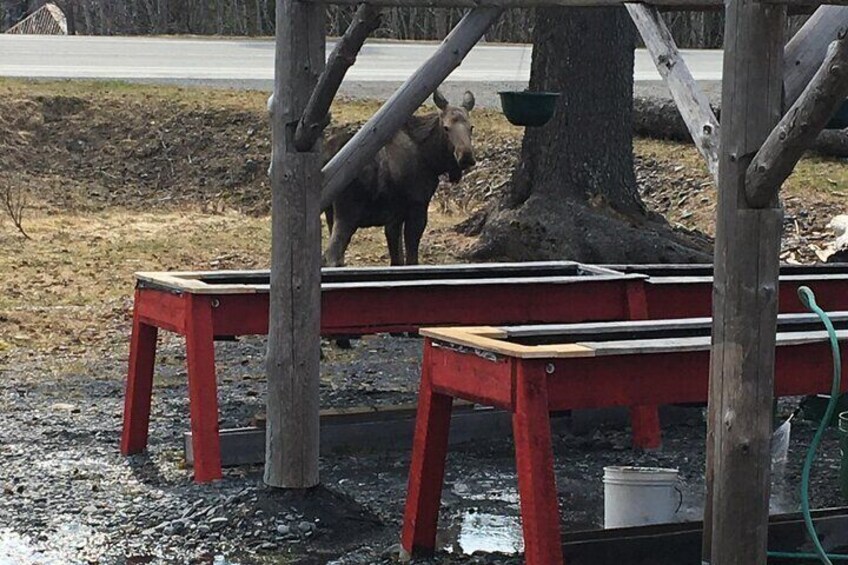 Local moose giving the panners a look