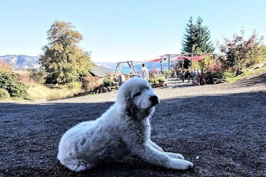AniChe Cellars Vineyard Dog