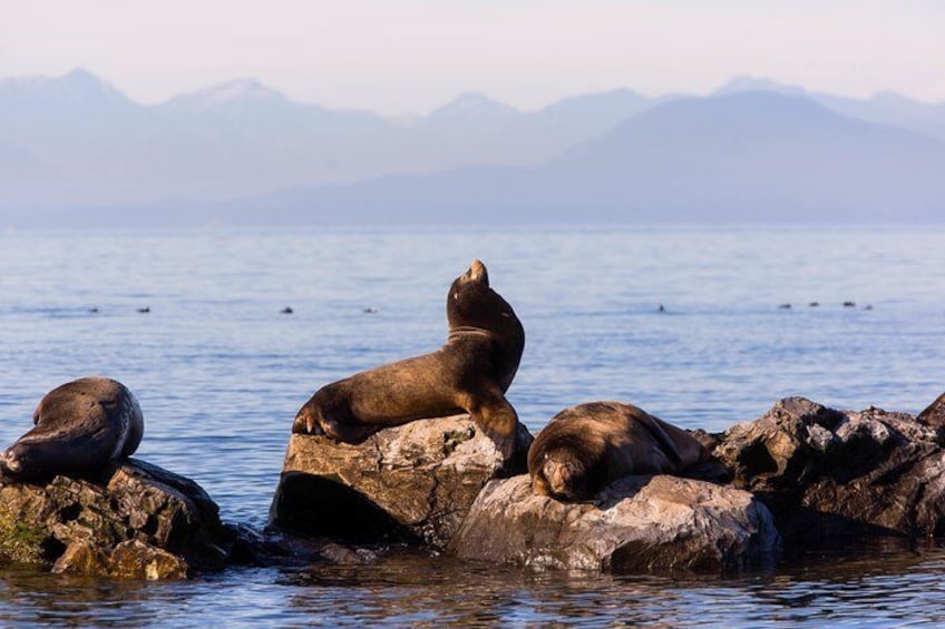 Passengers see whales and other marine life during a Vancouver whale watching cruise.