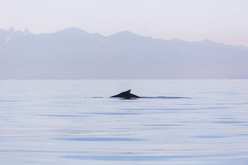 Travelers see humpback whales up close during a whale watching cruise from Vancouver.