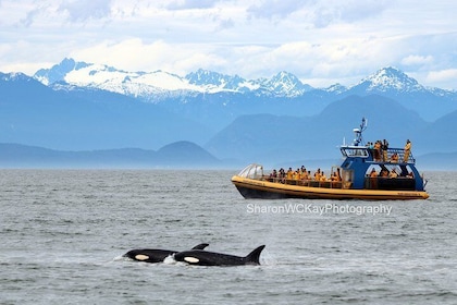 Whale-Watching Tour from Vancouver