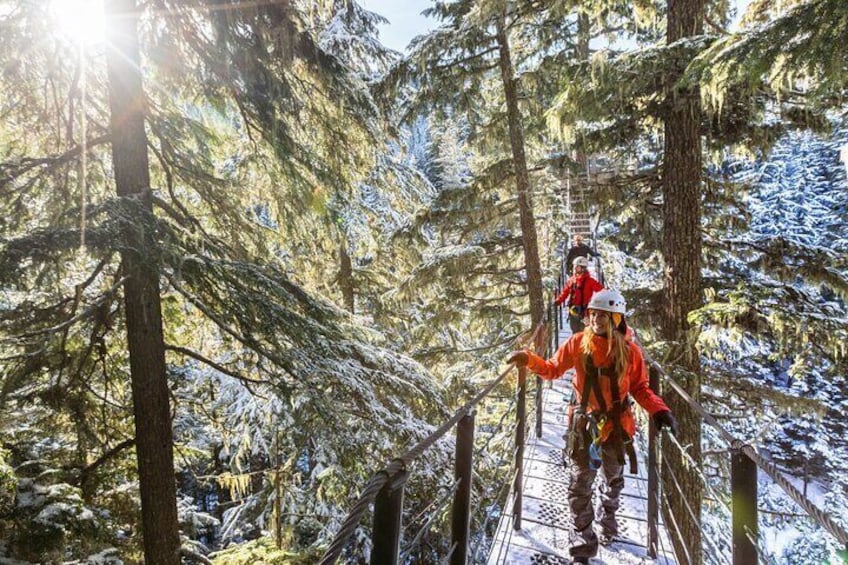 In The Forest Canopy