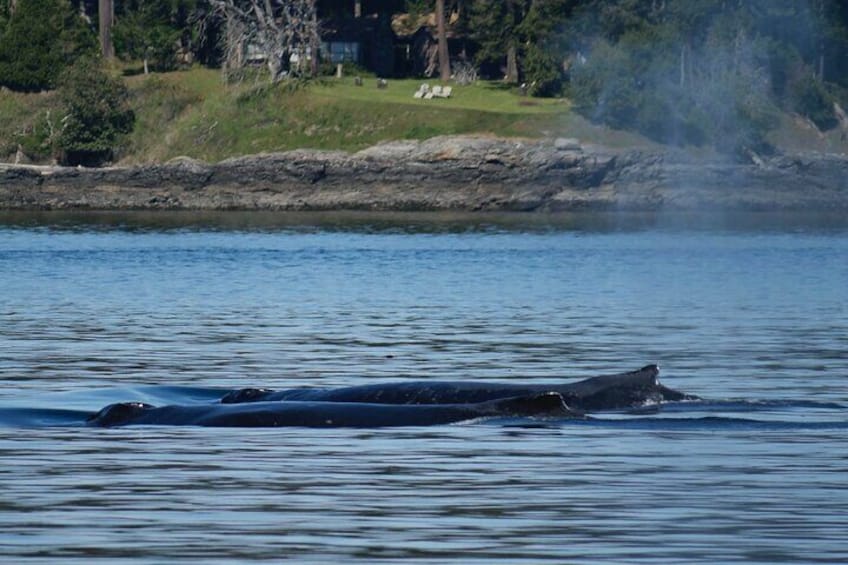 Victoria Whale Watching Tour by Zodiac