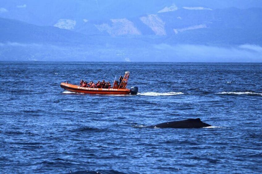 Victoria Whale Watching Tour by Zodiac