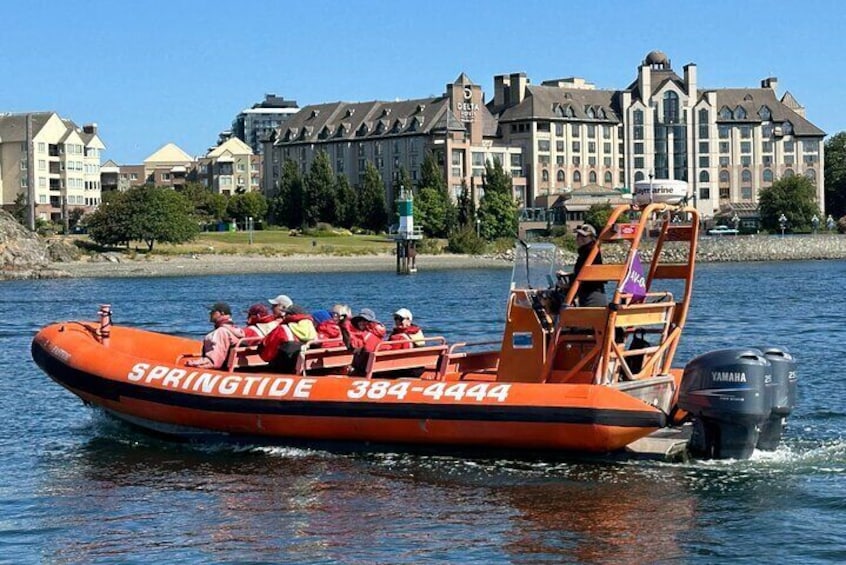 Victoria Whale Watching Tour by Zodiac