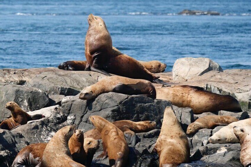 Victoria Whale Watching Tour by Zodiac