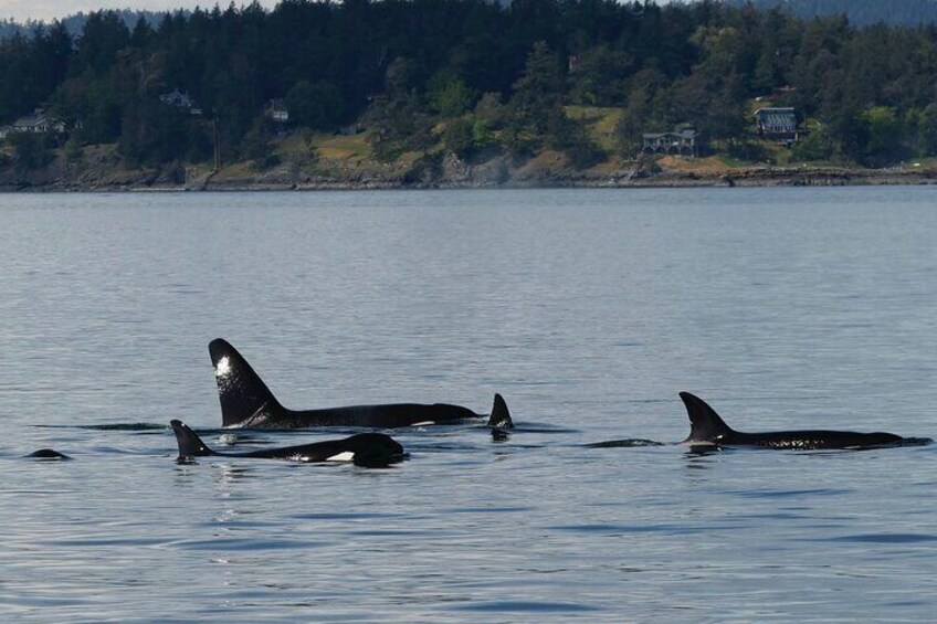 Victoria Whale Watching Tour by Zodiac