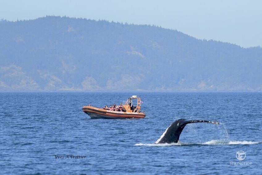 Victoria Whale Watching Tour by Zodiac