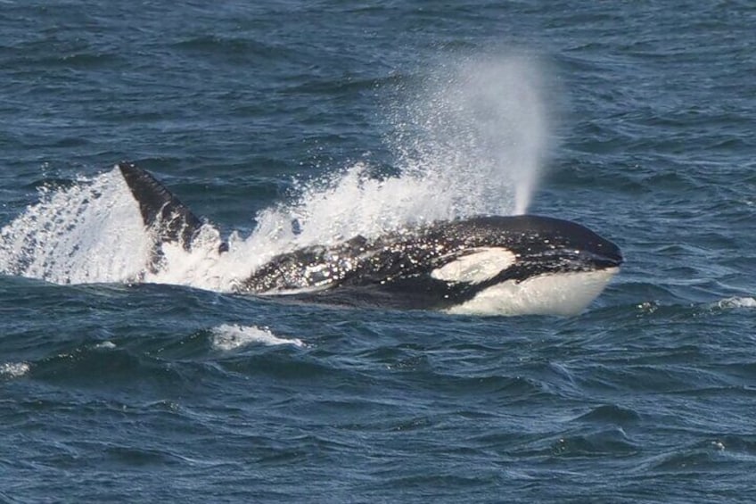Victoria Whale Watching Tour by Zodiac