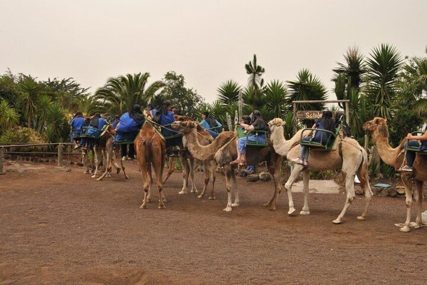 Camel Riding Tour at El Tanque, Tenerife