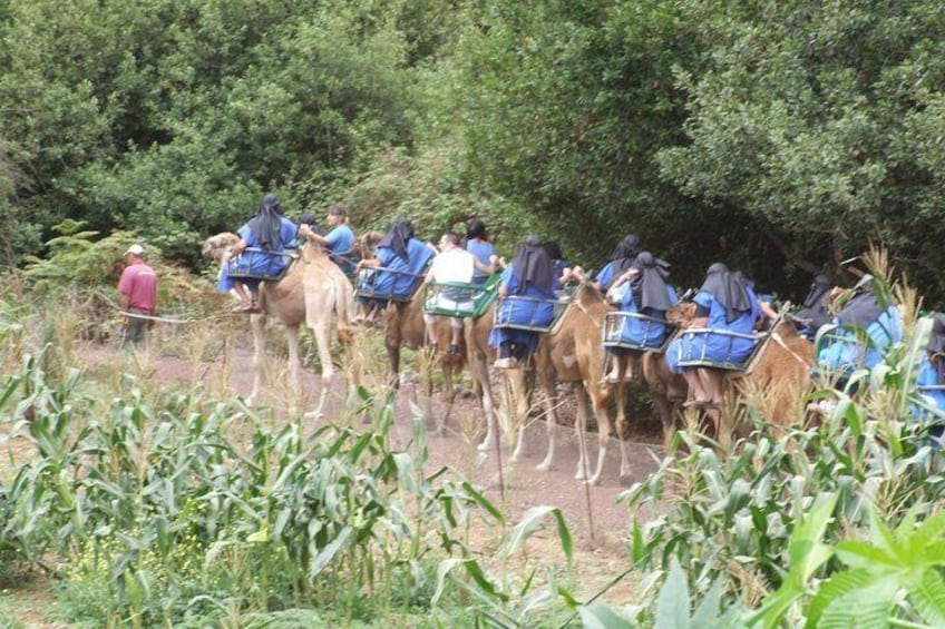 Camel Riding Tour at El Tanque, Tenerife