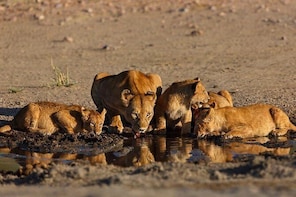 Nairobi National Park Game Drive Morning Safari Tour