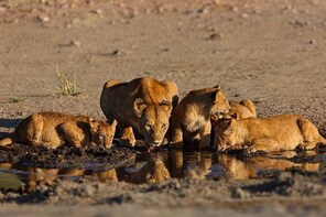 Nairobi National Park Game Drive Morning Or Afternoon Safari Tour