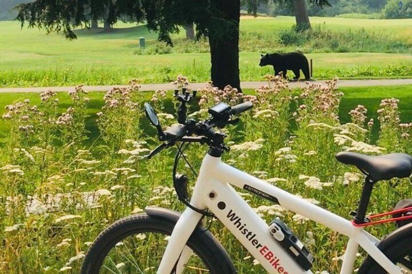 eBike Adventure in Whistler