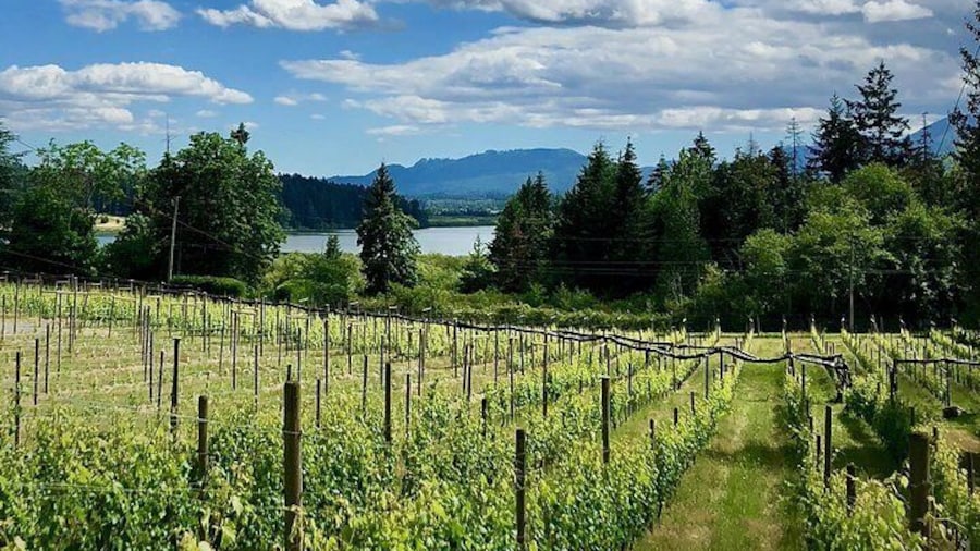 Explore coastal vineyards