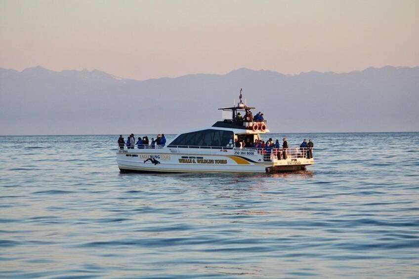 Wild 4 Whales catamaran for sunset whale watch