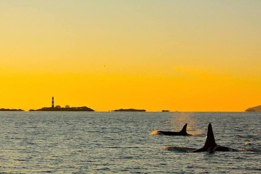 Fish eating Orca whales at Sunset can be seen in addition to many other whale species