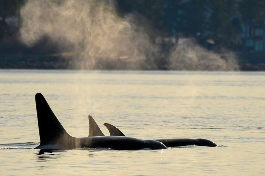 Mammal eating Orcas at sunset. These are T101, 102 & T 90.