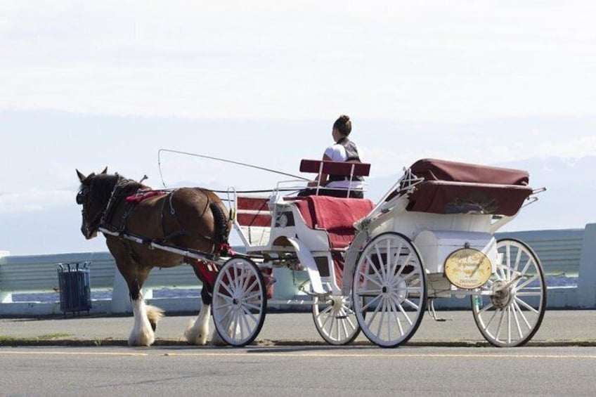 Grand Horse-Drawn Carriage Tour