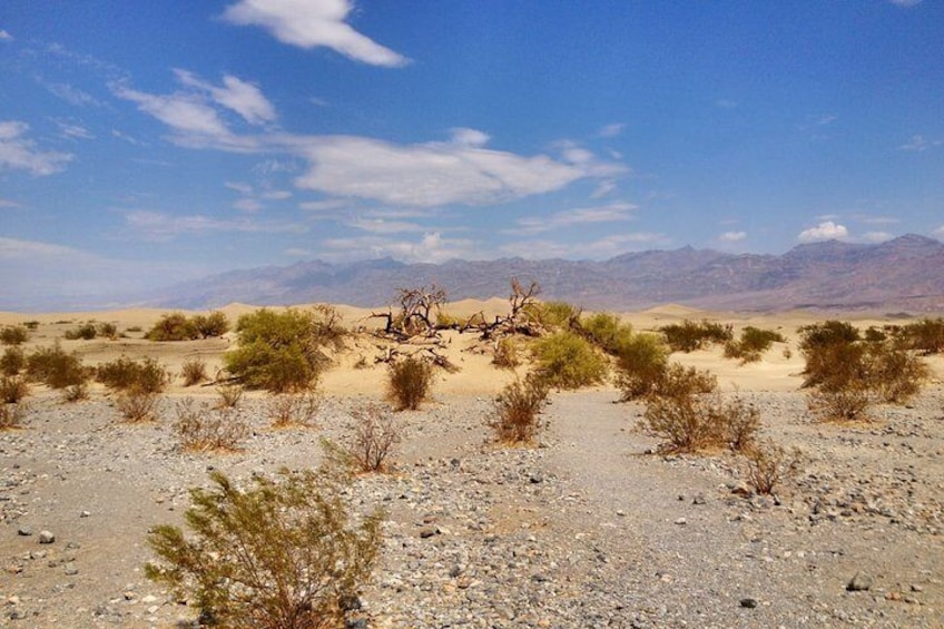 Mojave Desert