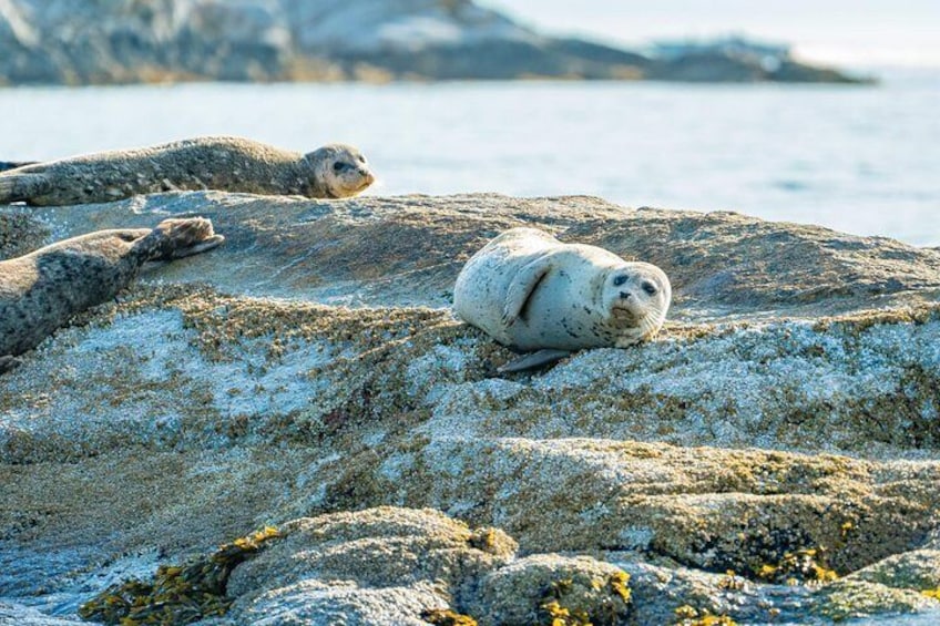 Vancouver City and Seals Scenic Boat Tour