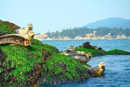 Excursión panorámica en bote por la ciudad de Vancouver con visita a una co...