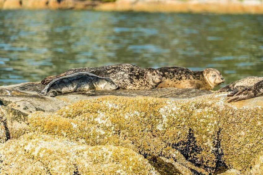 Vancouver City and Seals Scenic Boat Tour