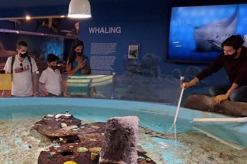 Shark Feedings in the Marine Life Gallery