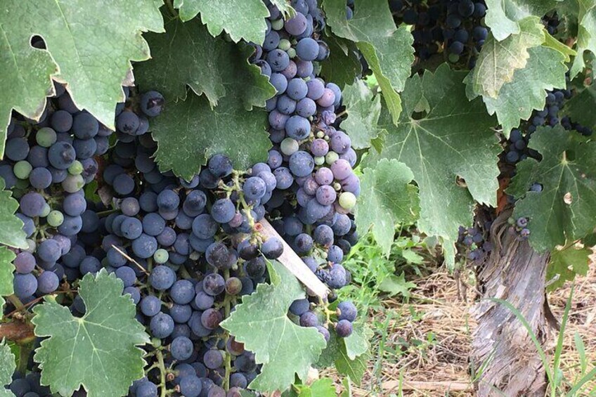 City Tour of Mendoza with Cerro de la Gloria