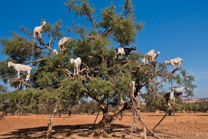 Goat Tree