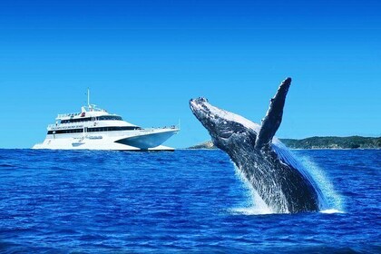 Tangalooma Island Resort Whale Watching Day Cruise with Sunset Cocktail