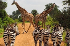 3 Days - MIKUMI NATIONAL PARK from Dar es laam