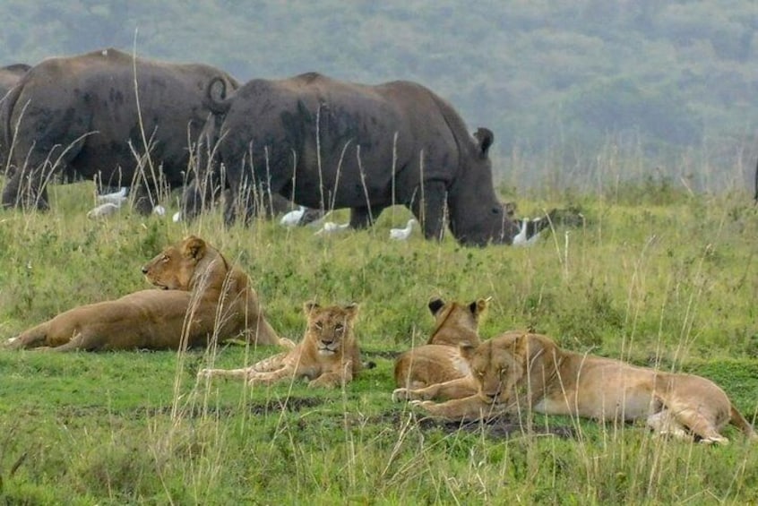 2 Days Masai Mara Joining Safari From Nairobi 