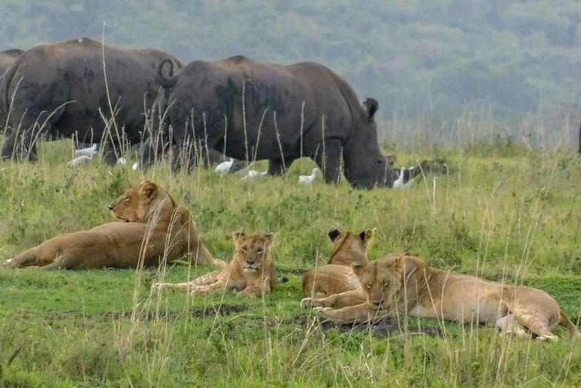 2 Days Masai Mara Joining Safari From Nairobi