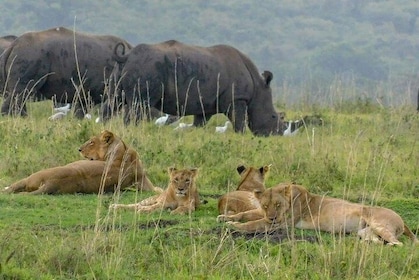 2 Days Maasai Mara Joining Safari From Nairobi