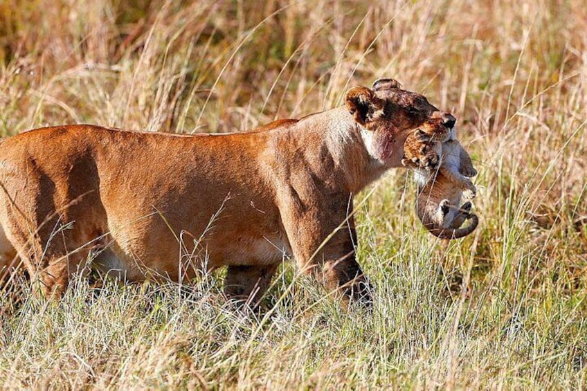 2 Days Masai Mara Joining Safari From Nairobi