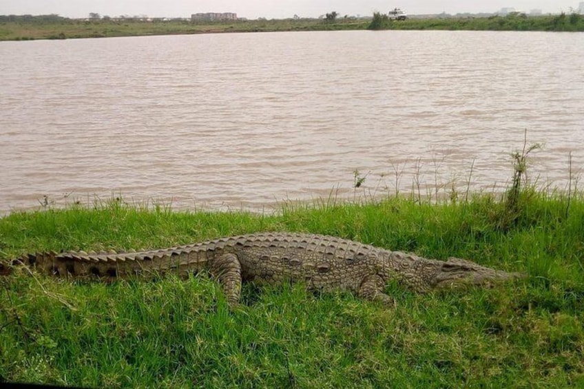 2 Days Masai Mara Joining Safari From Nairobi
