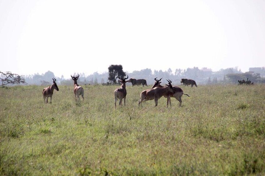2 Days Masai Mara Joining Safari From Nairobi
