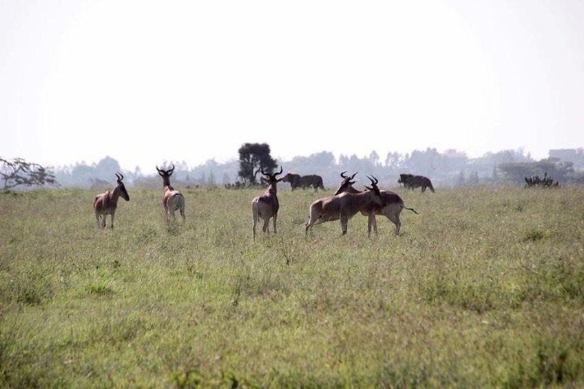 2 Days Masai Mara Joining Safari From Nairobi