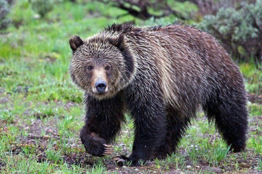 Grizzly Bear Grand Teton Photo by Daryl Hunter