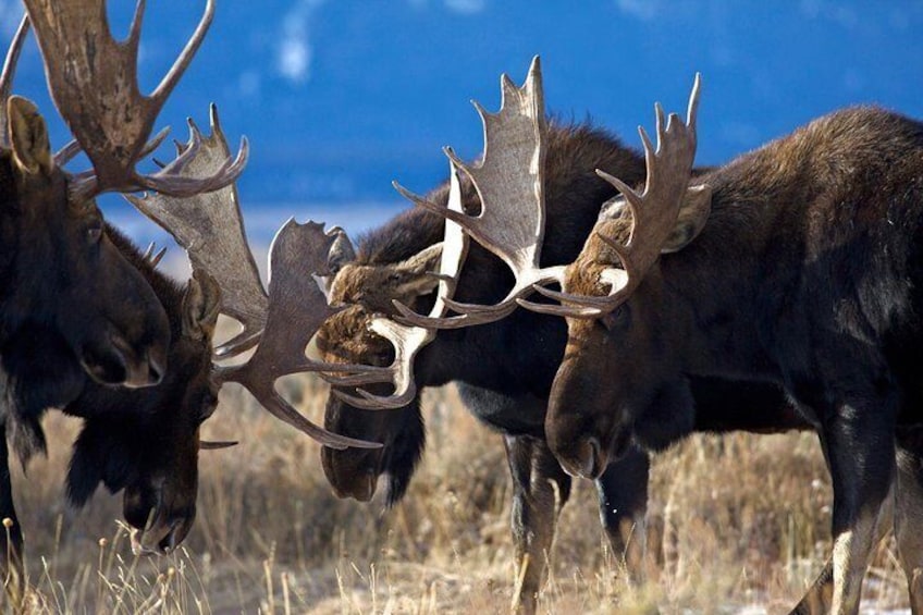 Grand Teton Photo by Daryl Hunter