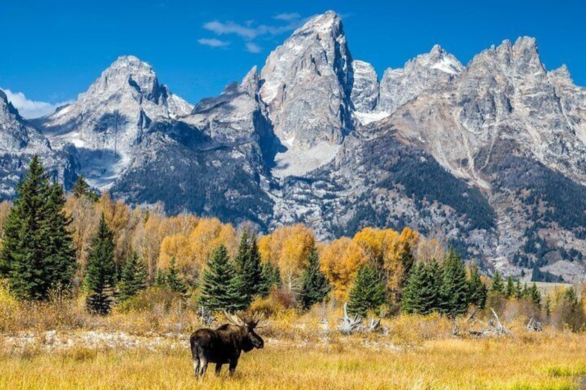 Bull Moose Photo by Daryl Hunter