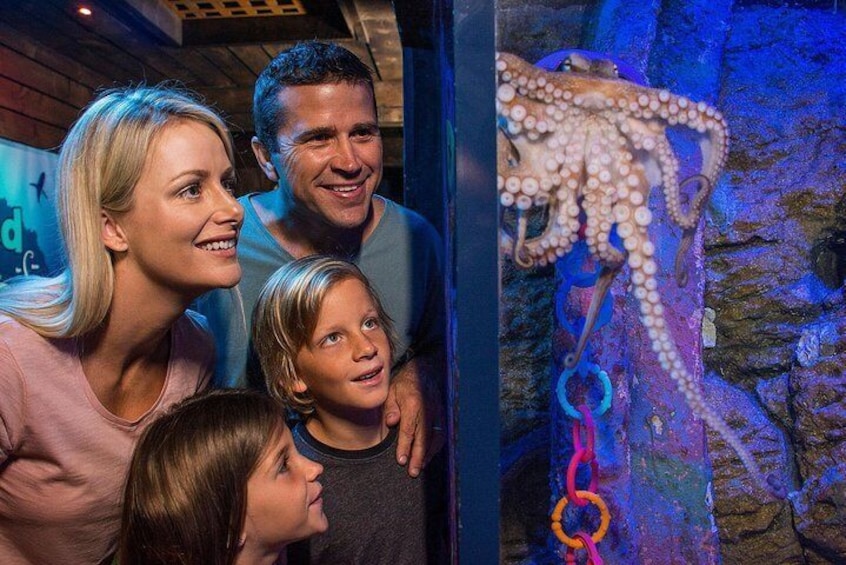 SEA LIFE Sunshine Coast Aquarium Entrance Ticket