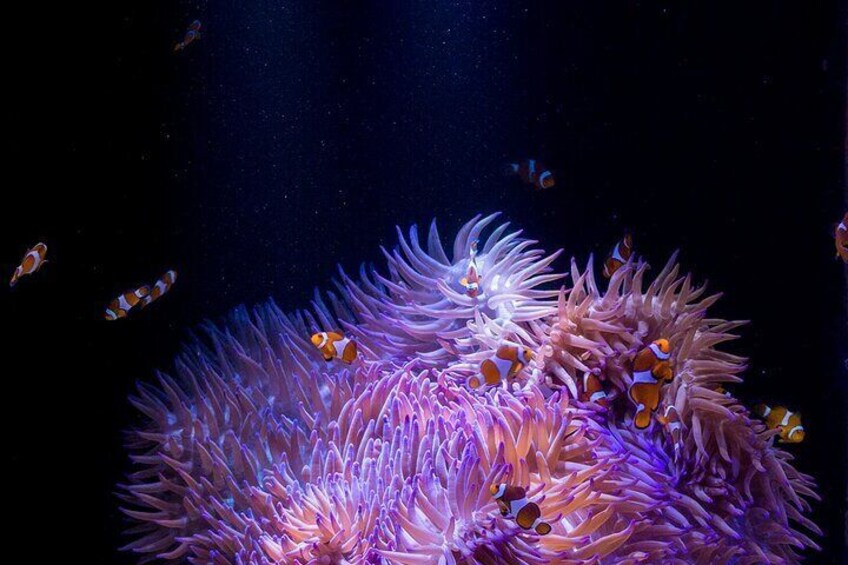 SEA LIFE Sunshine Coast Aquarium Entrance Ticket