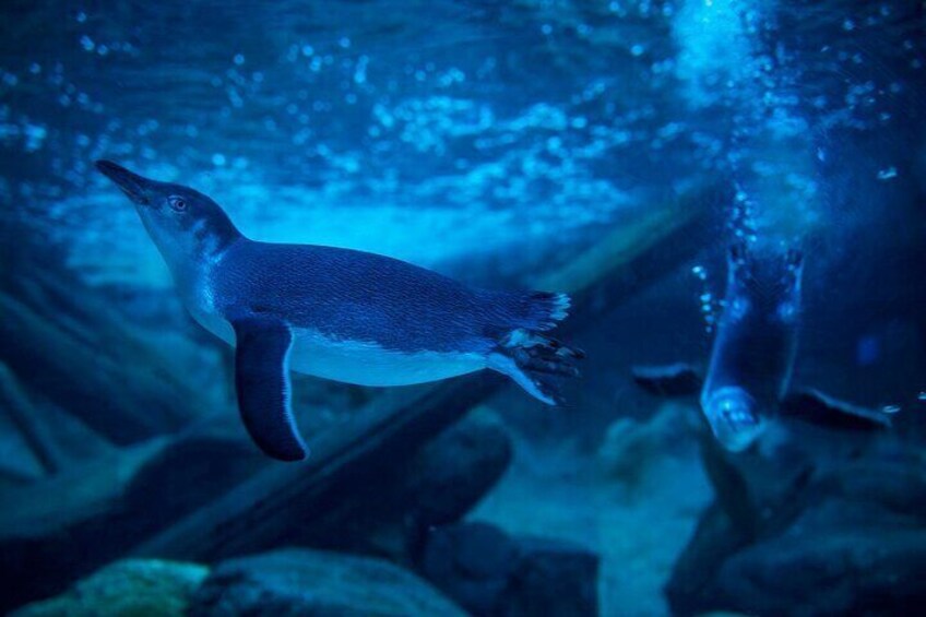 SEA LIFE Sunshine Coast Aquarium Entrance Ticket