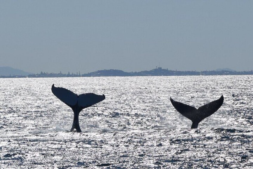 Double Whale tail.