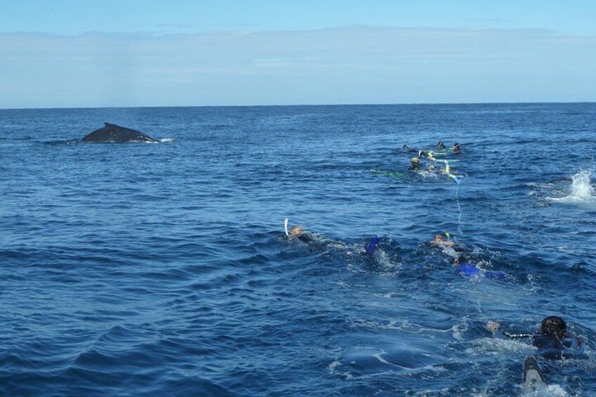 Swimmers with Whale coming close. 